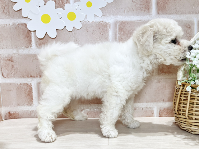 岡山県のビションフリーゼ (ペッツファースト倉敷店/2025年4月21日生まれ/女の子/ホワイト)の子犬の2枚目の画像