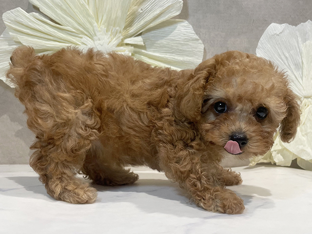 東京都のタイニープードル (ペッツファースト原宿店/2025年4月21日生まれ/女の子/アプリコット)の子犬の2枚目の画像