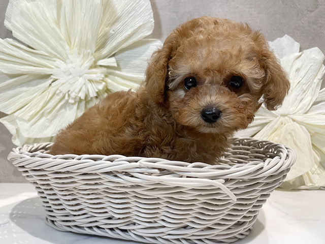東京都のタイニープードル (ペッツファースト原宿店/2025年4月21日生まれ/女の子/アプリコット)の子犬の3枚目の画像