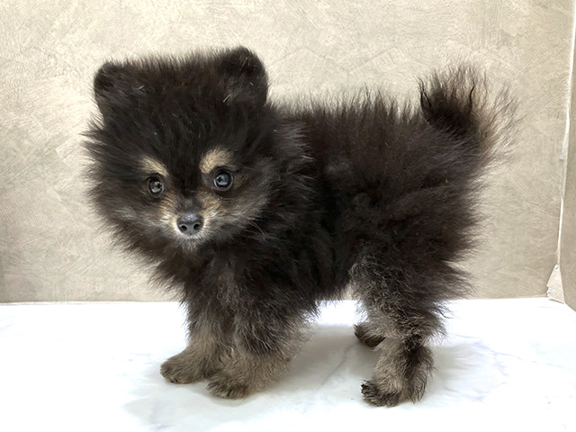 東京都のポメラニアン (ペッツファースト晴海店/2025年4月20日生まれ/男の子/ブラックタン)の子犬の2枚目の画像