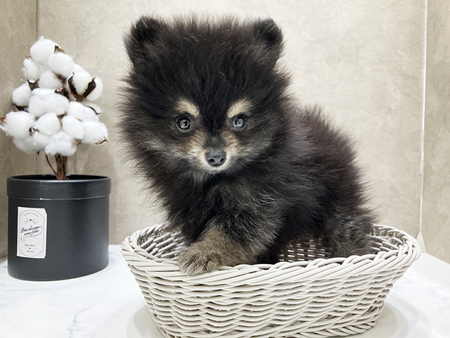 東京都のポメラニアン (ペッツファースト晴海店/2025年4月20日生まれ/男の子/ブラックタン)の子犬の3枚目の画像