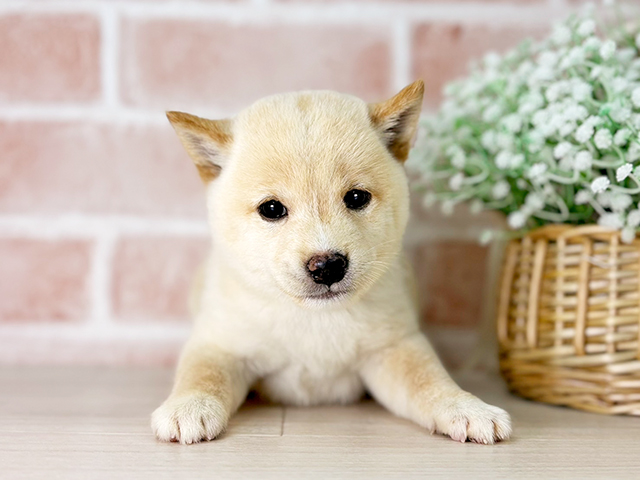 京都府の豆柴 (ペッツファースト京都店/2025年4月21日生まれ/男の子/白)の子犬の1枚目の画像