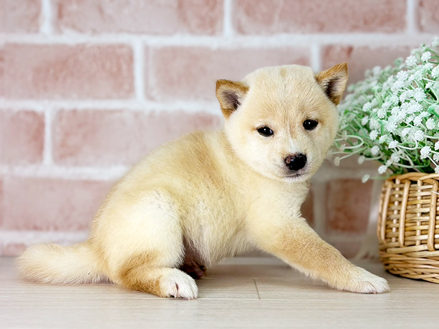 京都府の豆柴 (ペッツファースト京都店/2025年4月21日生まれ/男の子/白)の子犬の2枚目の画像