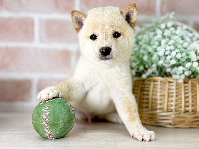 京都府の豆柴 (ペッツファースト京都店/2025年4月21日生まれ/男の子/白)の子犬の3枚目の画像
