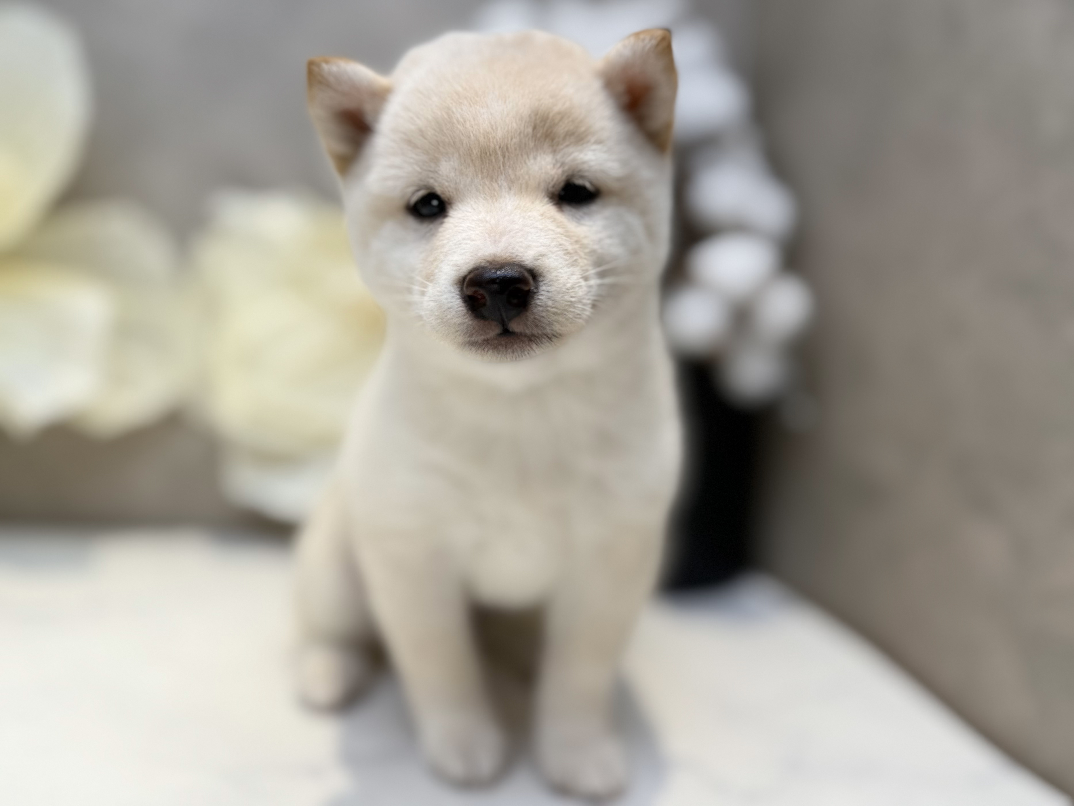 埼玉県の豆柴 (ペッツファースト川口店/2025年4月21日生まれ/女の子/白)の子犬の1枚目の画像