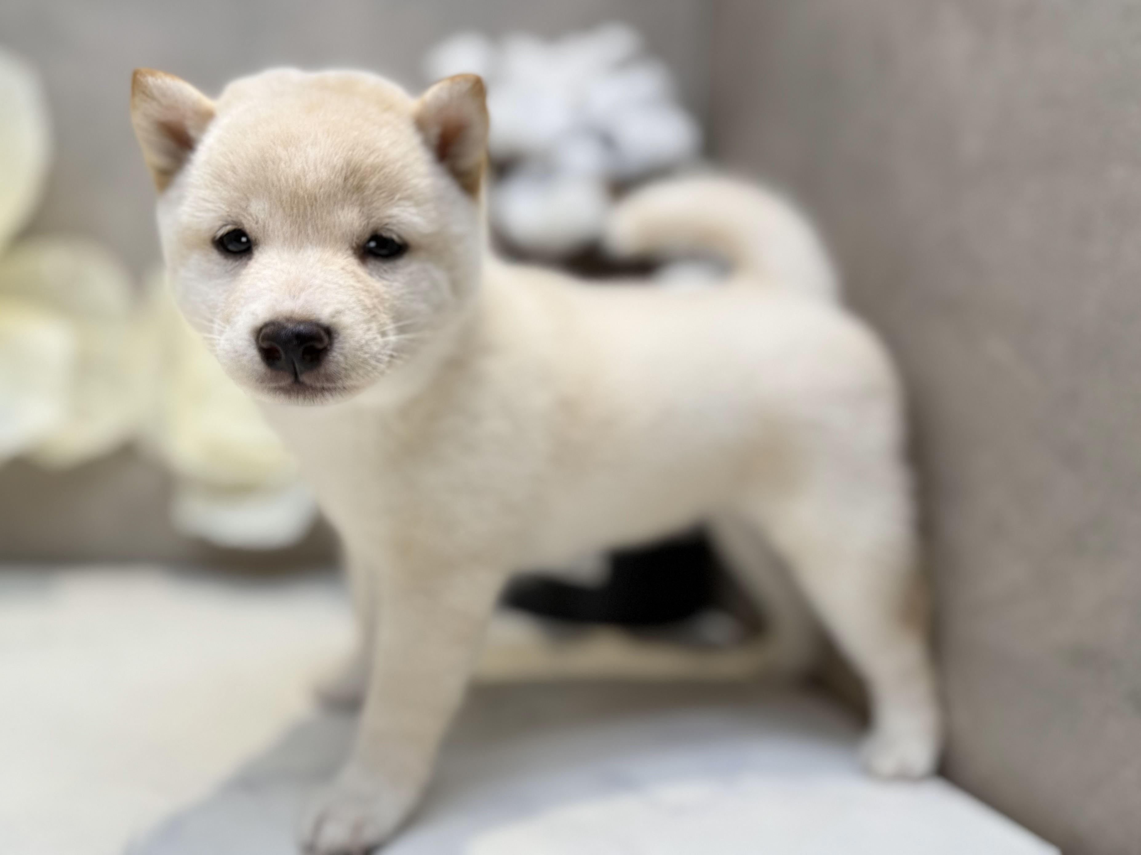 埼玉県の豆柴 (ペッツファースト川口店/2025年4月21日生まれ/女の子/白)の子犬の2枚目の画像