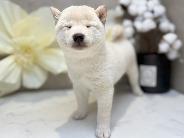 埼玉県の豆柴 (ペッツファースト川口店/2025年4月21日生まれ/女の子/白)の子犬の3枚目の画像