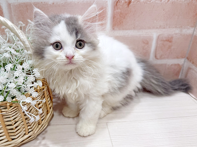 東京都のラガマフィン (ペッツファースト町田店/2025年4月21日生まれ/男の子/ブルータビーホワイト)の子猫の1枚目の画像