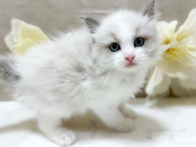東京都のラグドール (ペッツファーストfor cats武蔵小山店/2025年4月21日生まれ/男の子/ブルーポイントバイカラー)の子猫の2枚目の画像