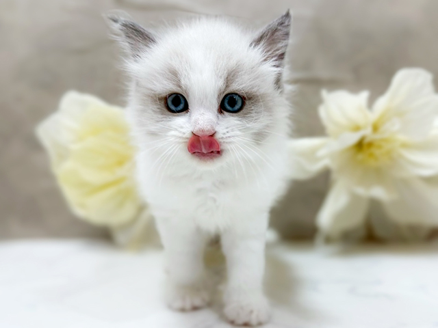 東京都のラグドール (ペッツファーストfor cats武蔵小山店/2025年4月21日生まれ/男の子/ブルーポイントバイカラー)の子猫の3枚目の画像