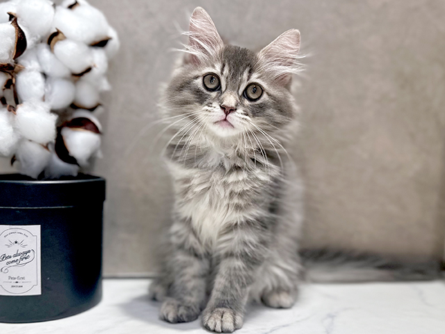 東京都のサイベリアン (ペッツファースト代官山店/2025年4月18日生まれ/女の子/ブルータビー)の子猫の1枚目の画像