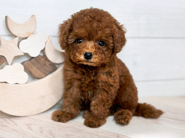 東京都のタイニープードル (ペッツファースト吉祥寺本店/2025年4月20日生まれ/女の子/レッド)の子犬