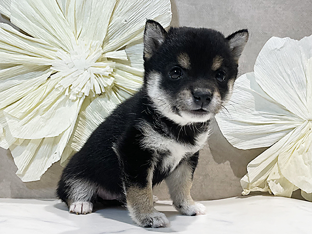 東京都の豆柴 (ペッツファースト原宿店/2025年4月21日生まれ/女の子/黒)の子犬の1枚目の画像