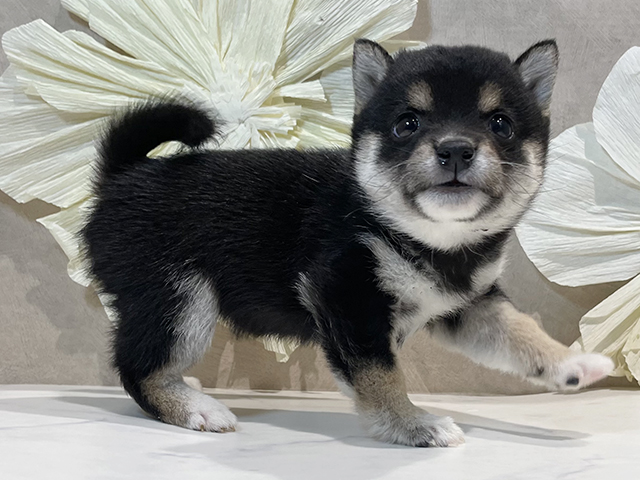 東京都の豆柴 (ペッツファースト原宿店/2025年4月21日生まれ/女の子/黒)の子犬の2枚目の画像