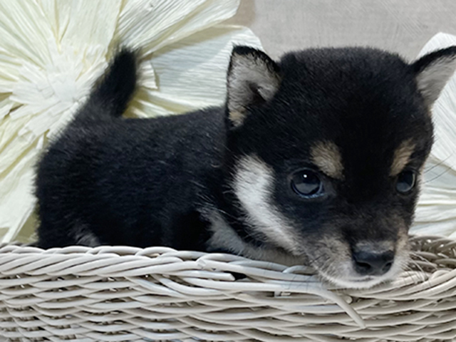 東京都の豆柴 (ペッツファースト原宿店/2025年4月21日生まれ/女の子/黒)の子犬の3枚目の画像