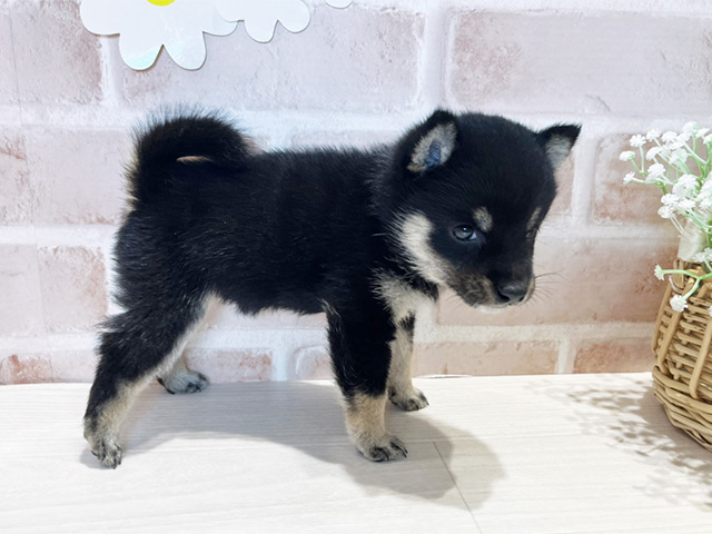 静岡県の豆柴 (ペッツファースト富士南店/2025年4月21日生まれ/女の子/黒)の子犬の2枚目の画像