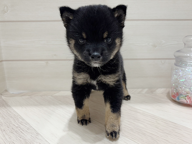 大阪府の豆柴 (ペッツファーストららぽーと門真店/2025年4月21日生まれ/女の子/黒)の子犬の1枚目の画像