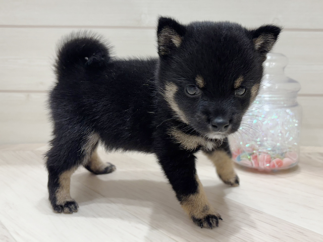 大阪府の豆柴 (ペッツファーストららぽーと門真店/2025年4月21日生まれ/女の子/黒)の子犬の2枚目の画像