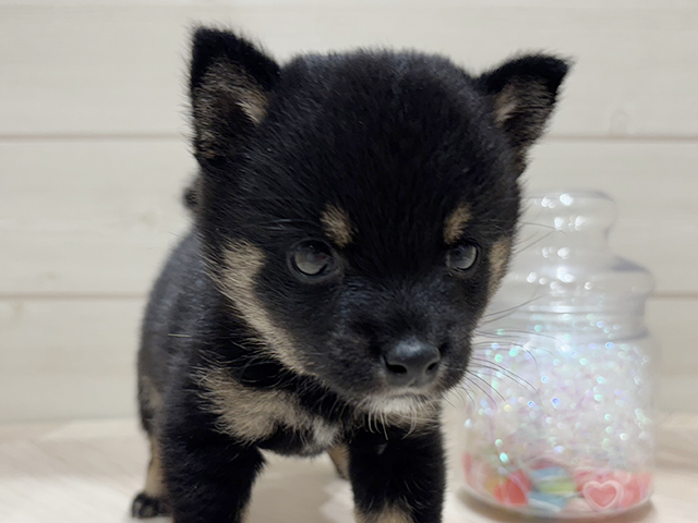 大阪府の豆柴 (ペッツファーストららぽーと門真店/2025年4月21日生まれ/女の子/黒)の子犬の3枚目の画像
