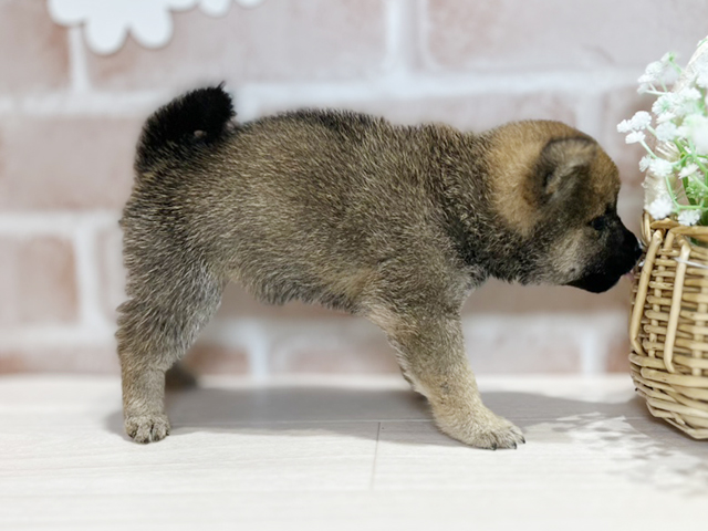 岡山県の豆柴 (ペッツファースト倉敷店/2025年4月21日生まれ/女の子/赤)の子犬の2枚目の画像