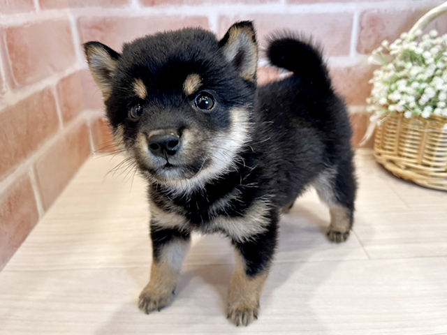 東京都の豆柴 (ペッツファースト広尾店/2025年4月20日生まれ/男の子/黒)の子犬の1枚目の画像
