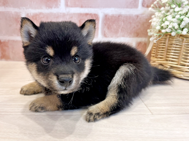 東京都の豆柴 (ペッツファースト広尾店/2025年4月20日生まれ/男の子/黒)の子犬の2枚目の画像