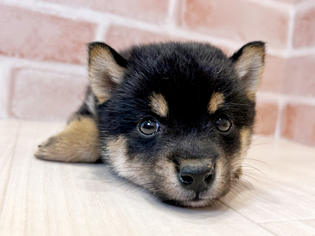 東京都の豆柴 (ペッツファースト広尾店/2025年4月20日生まれ/男の子/黒)の子犬の3枚目の画像