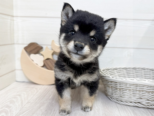 愛知県の豆柴 (ペッツファースト大高店/2025年4月20日生まれ/男の子/黒)の子犬の1枚目の画像