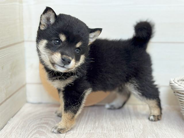 愛知県の豆柴 (ペッツファースト大高店/2025年4月20日生まれ/男の子/黒)の子犬の2枚目の画像