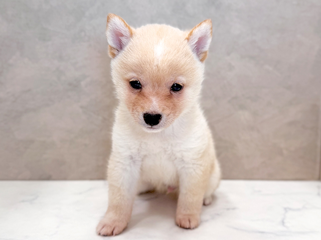 埼玉県の豆柴 (ペッツファーストPETEMOレイクタウンmori店/2025年4月20日生まれ/男の子/白)の子犬の1枚目の画像