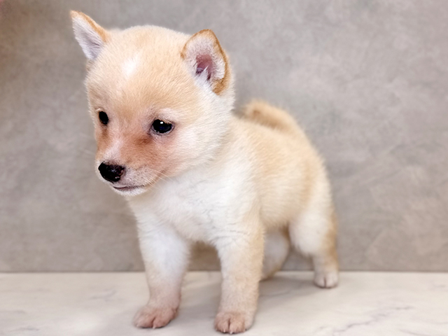 埼玉県の豆柴 (ペッツファーストPETEMOレイクタウンmori店/2025年4月20日生まれ/男の子/白)の子犬の3枚目の画像