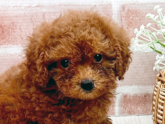 福岡県のタイニープードル (ペッツファースト直方店/2025年4月21日生まれ/女の子/レッド)の子犬の3枚目の画像