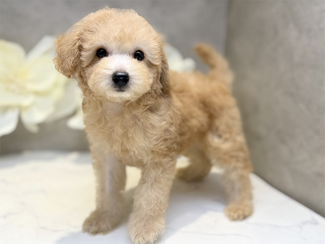 埼玉県のトイプードル(トイ) (ペッツファースト川口店/2025年4月22日生まれ/女の子/アプリコット)の子犬の2枚目の画像