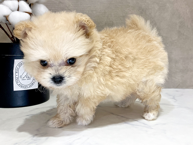 大阪府のポメプー(ポメラニアン×プードル) (ペッツファースト茶屋町店/2025年4月22日生まれ/男の子/クリーム)の子犬の2枚目の画像