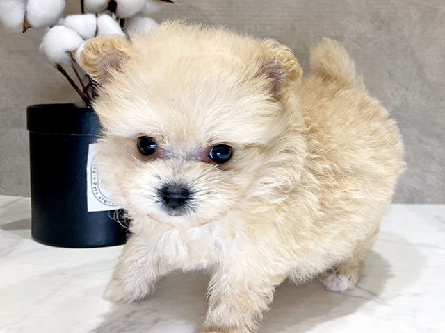 大阪府のポメプー(ポメラニアン×プードル) (ペッツファースト茶屋町店/2025年4月22日生まれ/男の子/クリーム)の子犬の3枚目の画像