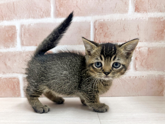 大阪府のマンチカン (ペッツファースト茨木店/2025年4月21日生まれ/男の子/ブラウンタビー)の子猫の2枚目の画像