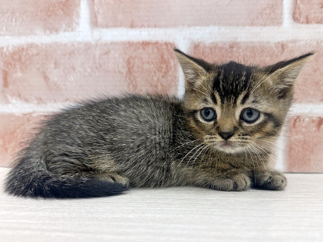 大阪府のマンチカン (ペッツファースト茨木店/2025年4月21日生まれ/男の子/ブラウンタビー)の子猫の3枚目の画像