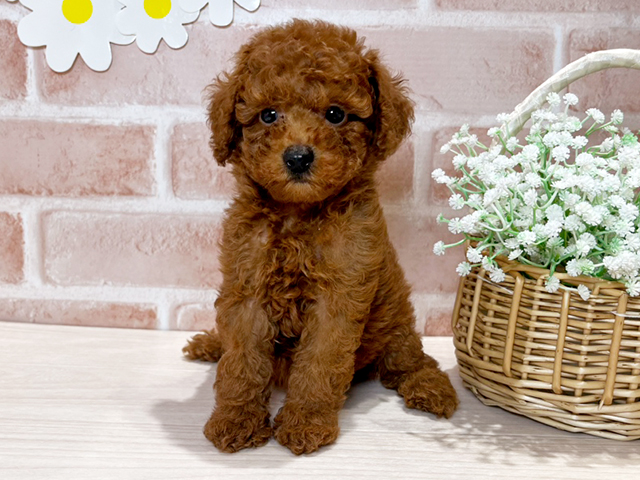 岡山県のタイニープードル (ペッツファースト倉敷店/2025年4月23日生まれ/女の子/レッド)の子犬