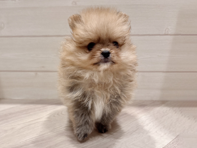 東京都のポメラニアン (ペッツファースト豊洲店/2025年4月23日生まれ/女の子/オレンジ)の子犬