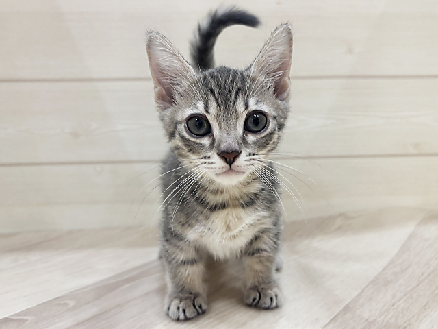福岡県のマンチカン (ペッツファーストfor cats福岡天神店/2025年4月23日生まれ/男の子/ブラウンタビーホワイト)の子猫の1枚目の画像