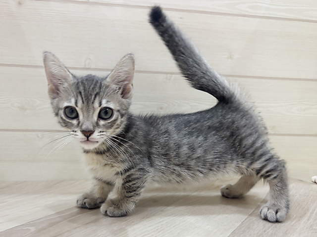 福岡県のマンチカン (ペッツファーストfor cats福岡天神店/2025年4月23日生まれ/男の子/ブラウンタビーホワイト)の子猫の2枚目の画像
