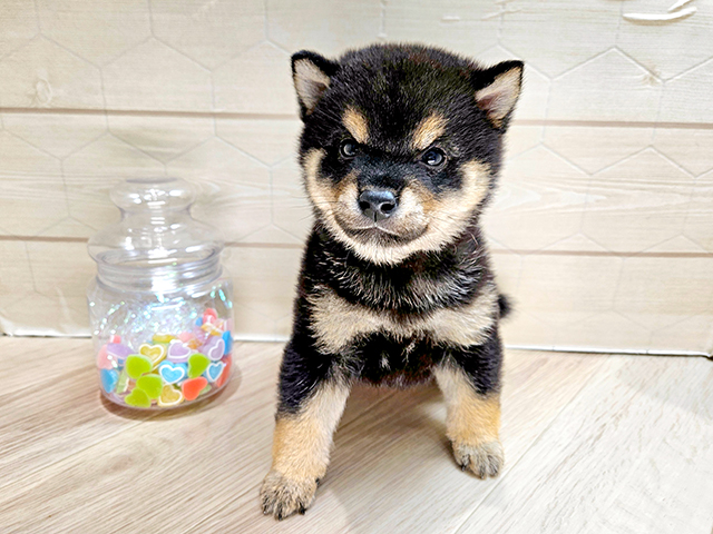 埼玉県の豆柴 (ペッツファーストレイクタウン店/2025年4月22日生まれ/男の子/黒)の子犬の1枚目の画像