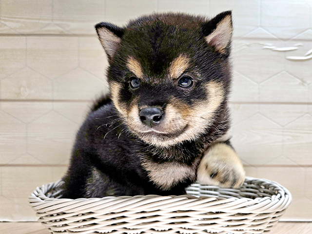 埼玉県の豆柴 (ペッツファーストレイクタウン店/2025年4月22日生まれ/男の子/黒)の子犬の3枚目の画像