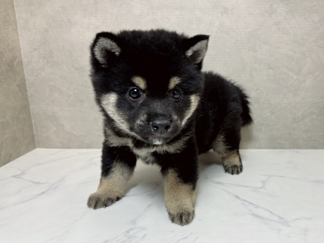 大阪府の豆柴 (ペッツファースト東大阪店/2025年4月22日生まれ/男の子/黒)の子犬