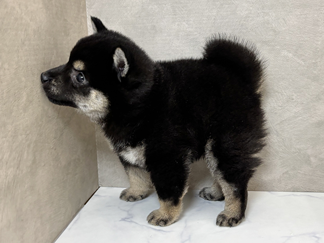 大阪府の豆柴 (ペッツファースト東大阪店/2025年4月22日生まれ/男の子/黒)の子犬の2枚目の画像