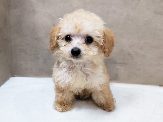 東京都のタイニープードル (ペッツファースト中野店/2025年4月21日生まれ/男の子/シャンパン)の子犬