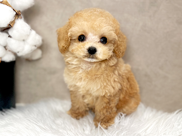 東京都のタイニープードル (ペッツファースト青山店/2025年4月21日生まれ/男の子/アプリコット)の子犬の1枚目の画像