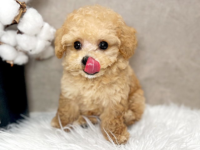 東京都のタイニープードル (ペッツファースト青山店/2025年4月21日生まれ/男の子/アプリコット)の子犬の3枚目の画像