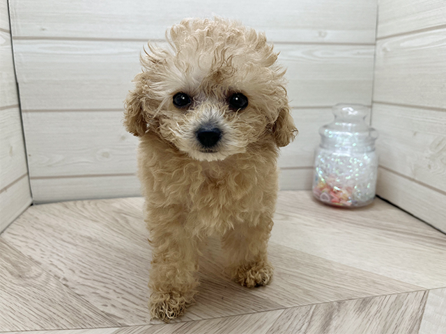 東京都のタイニープードル (ペッツファースト渋谷店/2025年4月21日生まれ/女の子/アプリコット)の子犬