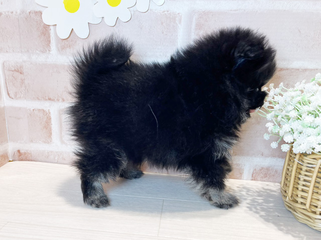 岡山県のポメラニアン (ペッツファースト倉敷店/2025年4月23日生まれ/男の子/ブラックタン)の子犬の2枚目の画像